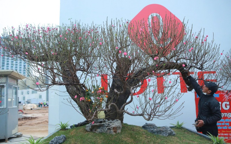dac-san-vung-cao-bieu-tet-cay-dao-rung