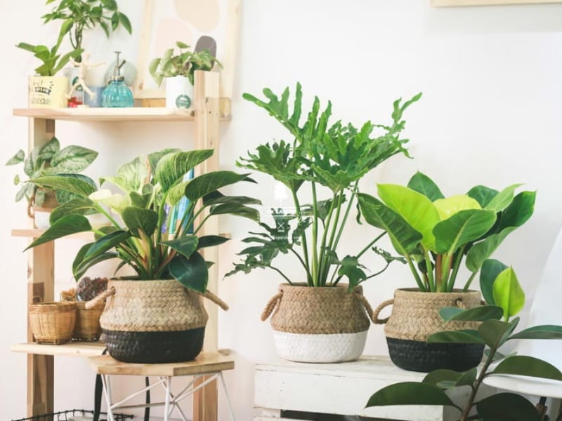 Chậu cây cảnh Tết như mai vàng, đào đỏ, quất cảnh hay các loại cây phong thủy