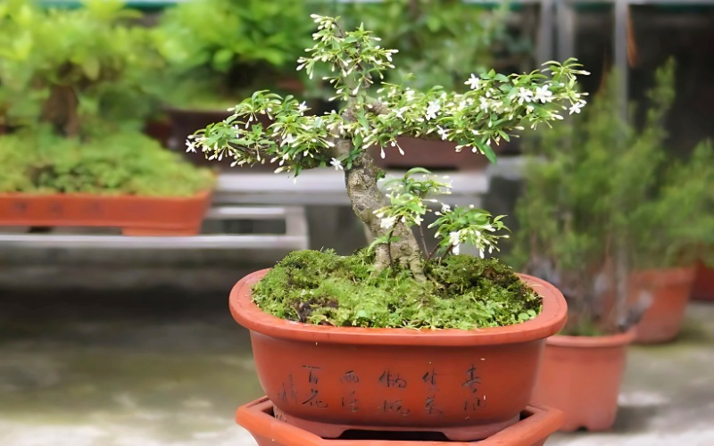 qua-tet-que-cay-canh-chung-tet