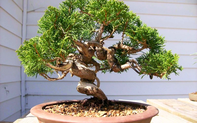 qua-tang-nguoi-gia-dip-tet-cay-bonsai-chung-tet