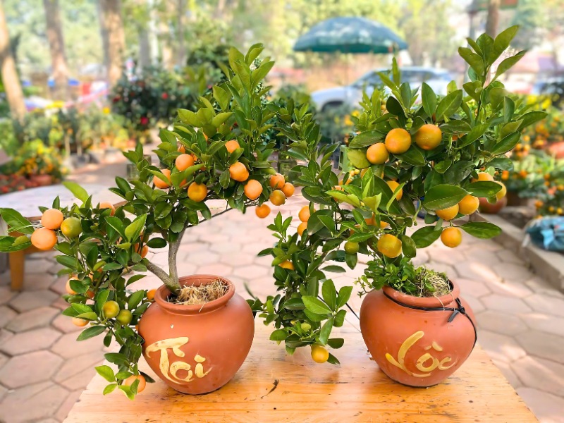 qua-tet-tang-bo-me-vo-cay-canh